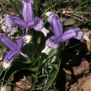 Iris willmottianum